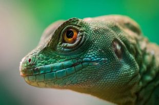 تعبیر خواب مارمولک