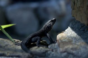 تعبیر خواب مارمولک سیاه