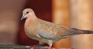 تعبیر خواب یاکریم برای دختر مجرد