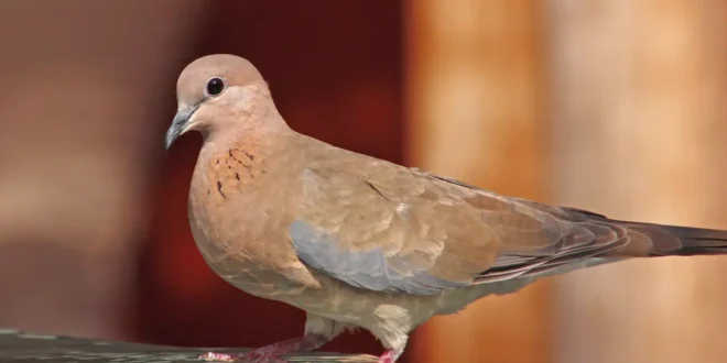 تعبیر خواب یاکریم برای دختر مجرد