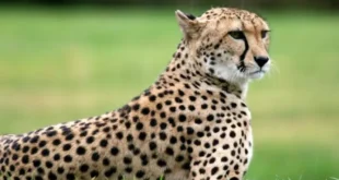 تعبیر خواب یوزپلنگ برای دختر مجرد