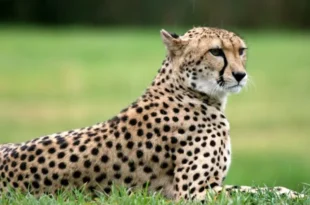 تعبیر خواب یوزپلنگ برای دختر مجرد