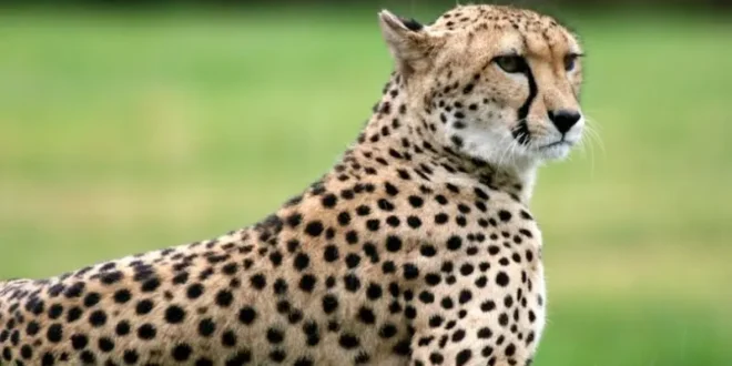 تعبیر خواب یوزپلنگ برای دختر مجرد